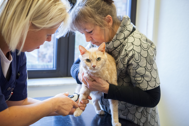 Undersökning av katt.