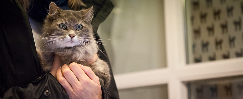Ägare med katt i famnen.