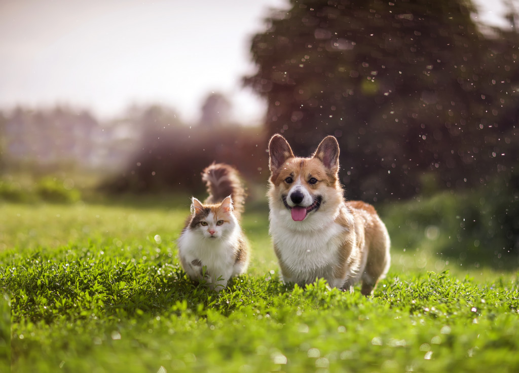 friends red cat and corgi dog walking in a summer meadow under the drops of warm rain